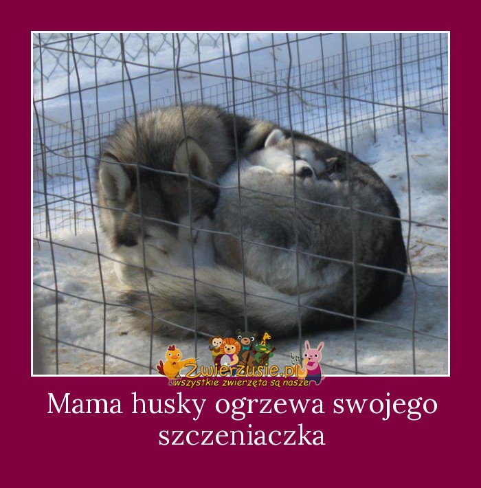 Mama husky ogrzewa swojego szczeniaczka